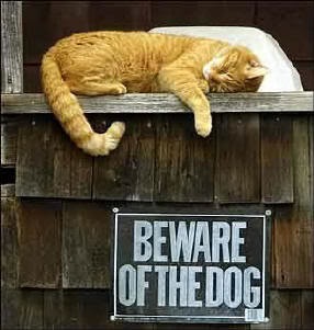 guardcat safe dog